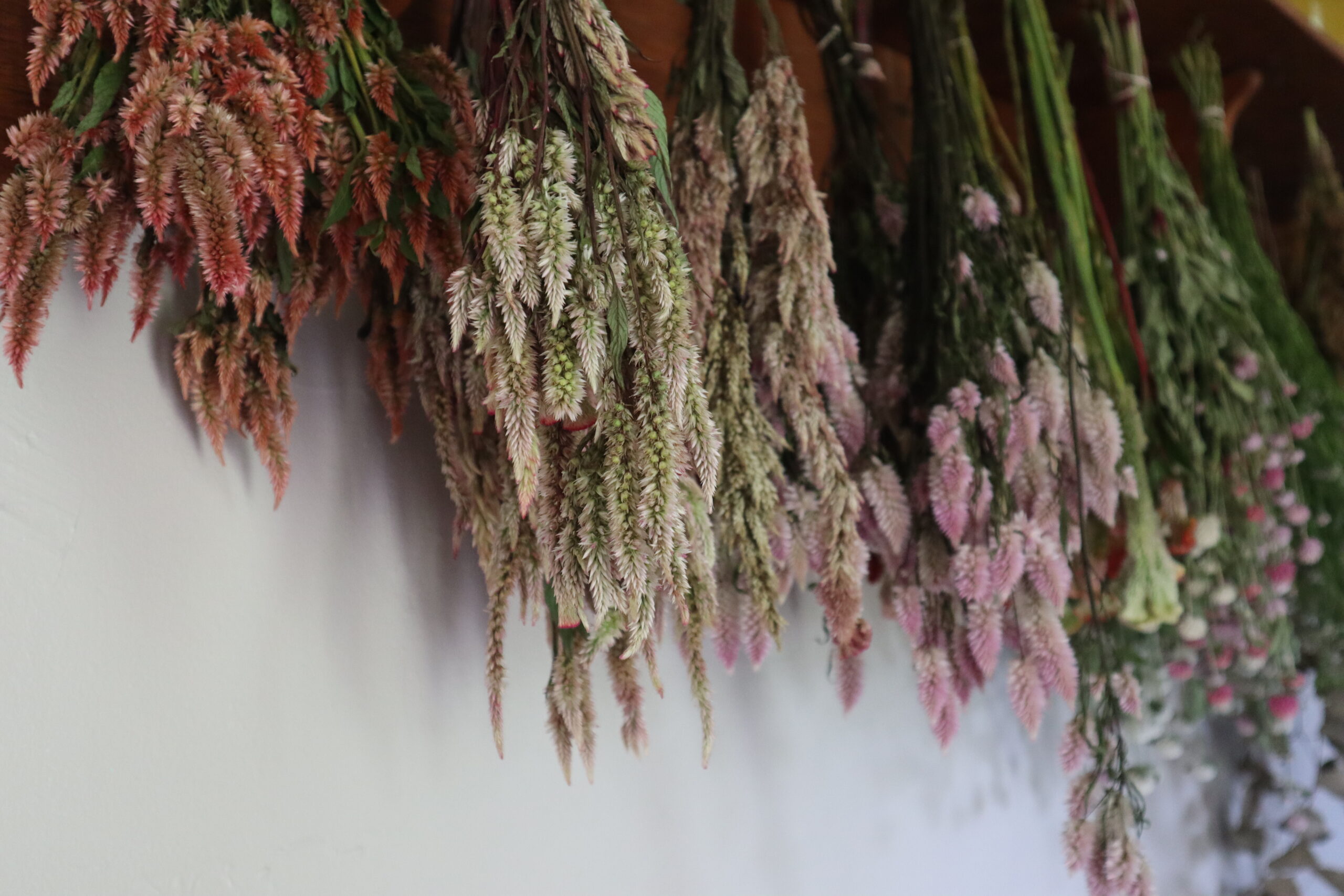 The City and Field Co. Dried Flowers