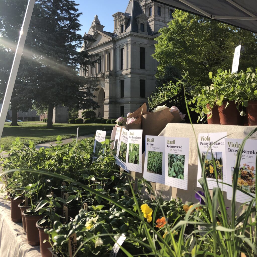 Plant Start Sale - The City and Field Co.